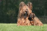 BRIARD 171